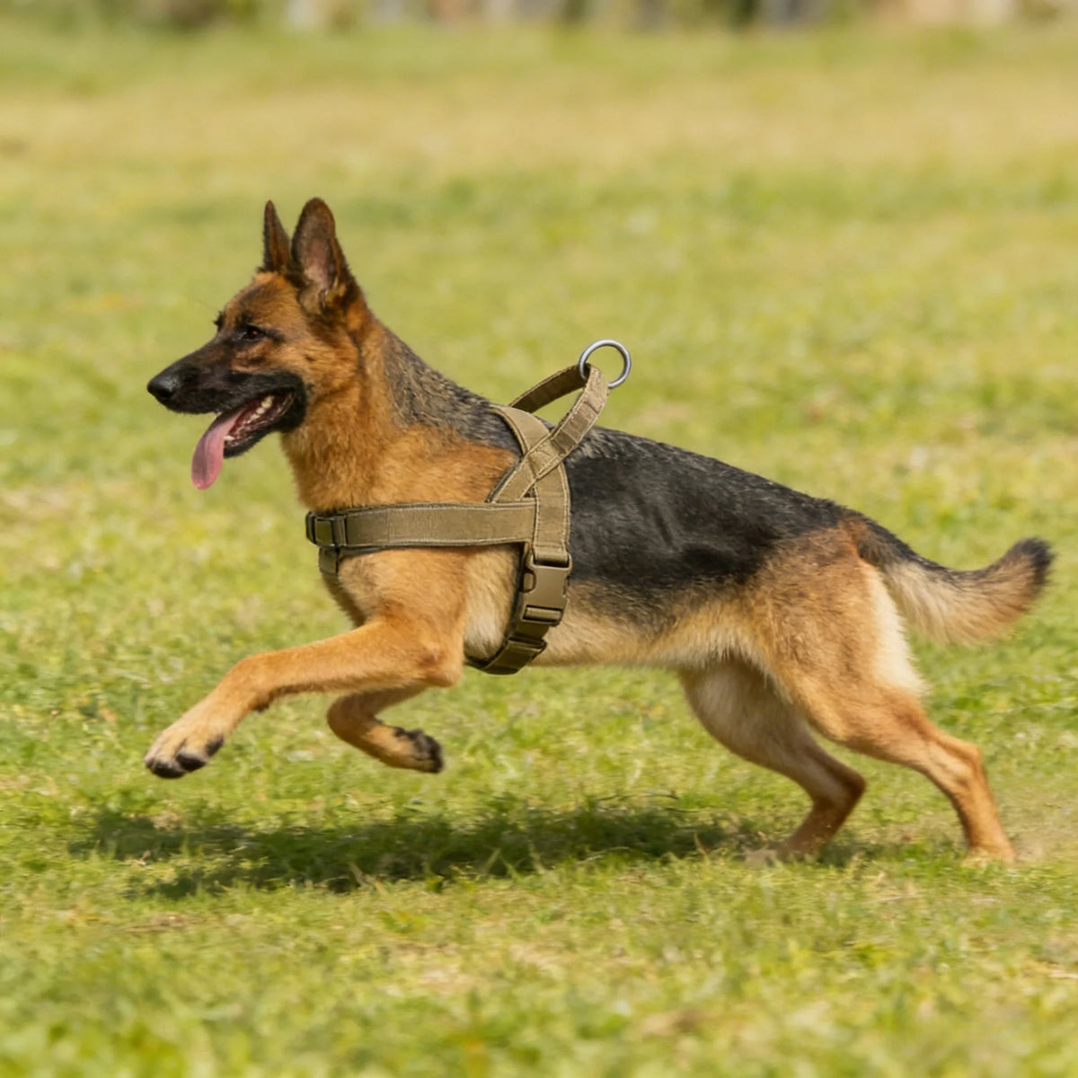 No-Pull Hundegeschirr mit Reflektorstreifen